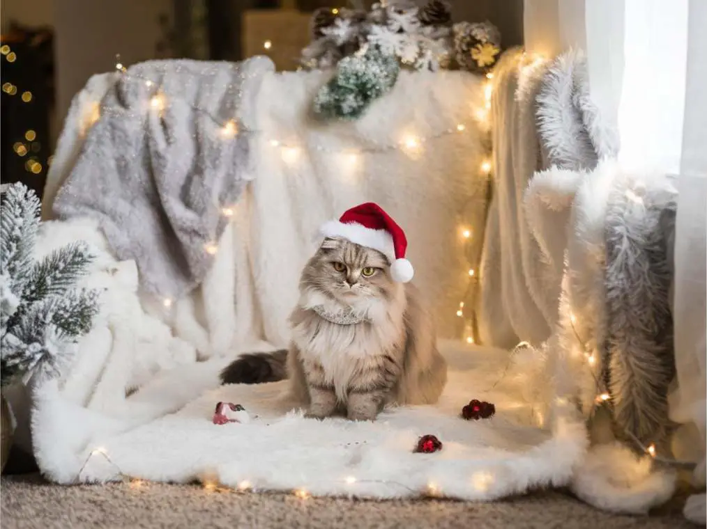 Winter Wonderland for Your Cat