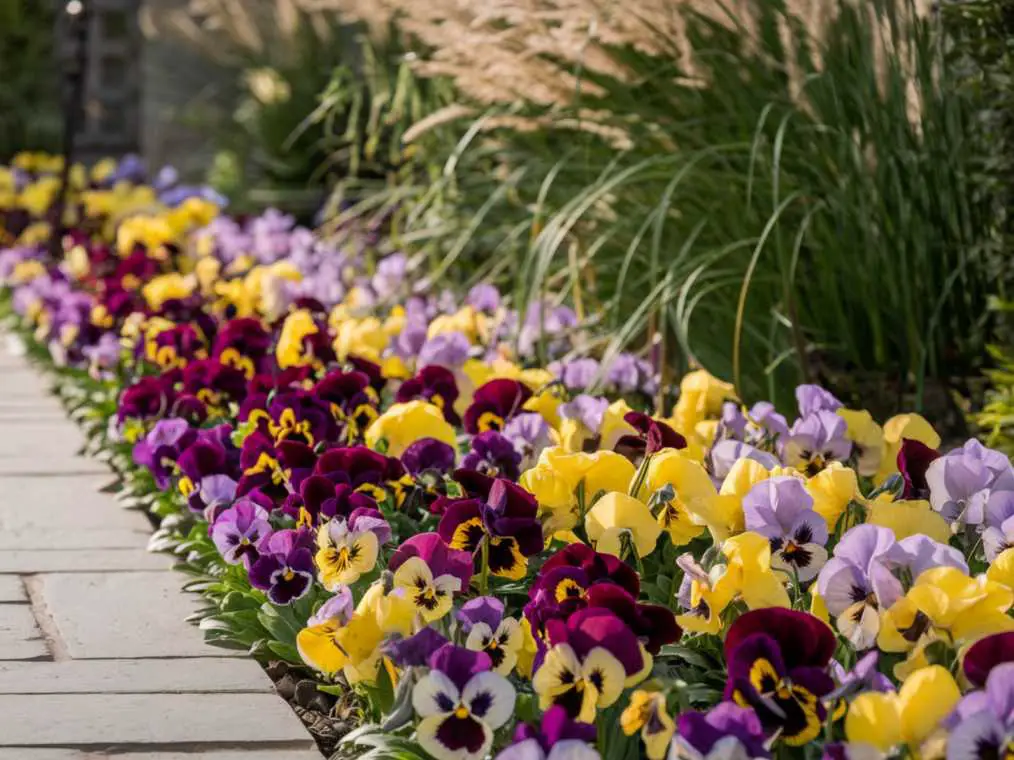 flowers to plant in fall