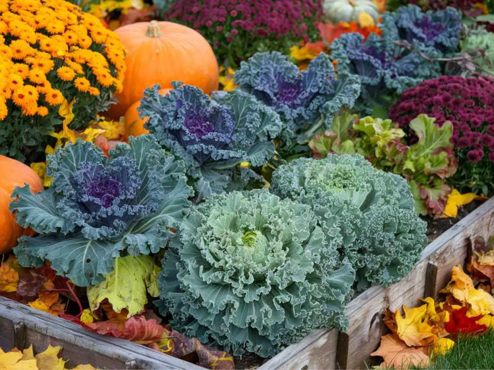 flowers to plant in fall