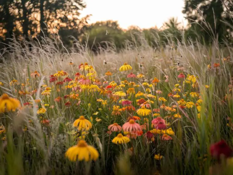 flowers to plant in fall