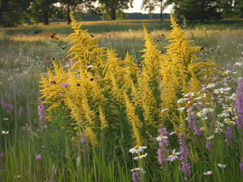 flowers to plant in fall